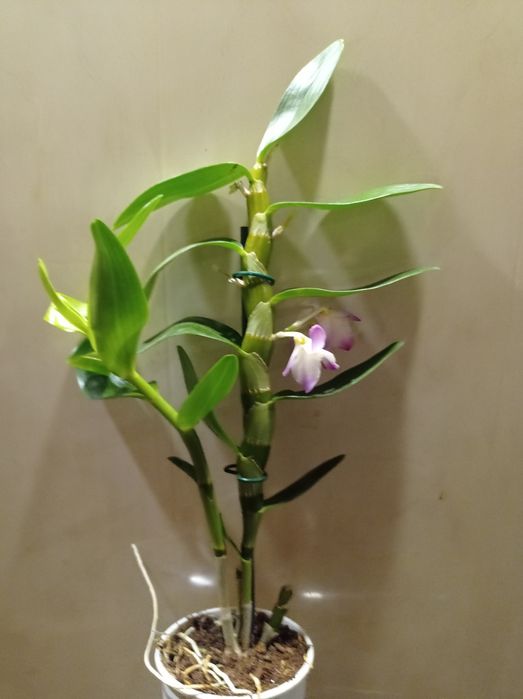 Орхидея Дендробиум Нобиле.