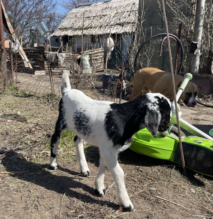 Козенята продам % нубійці