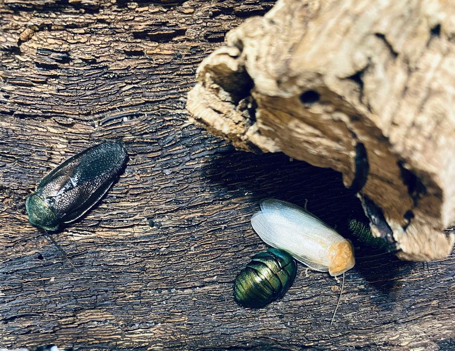 Najpiękniejsze karaczany ozdobne Pseudoglomeris magnifica