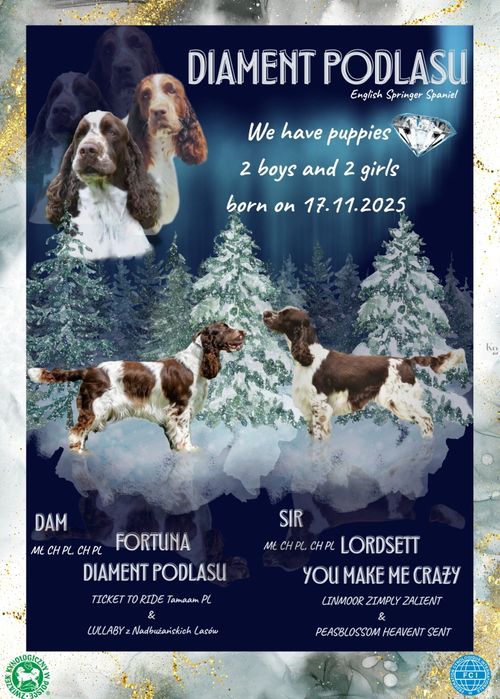 Springiel Spaniel Angielski