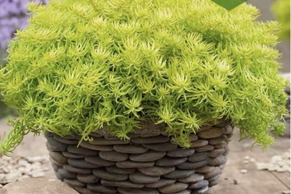 Очиток-SEDUM ( почвопокровні)