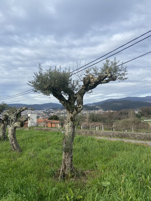 Oliveiras centenárias