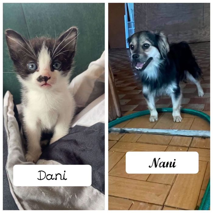 Cão porte mini e gato bebé para adoção responsável