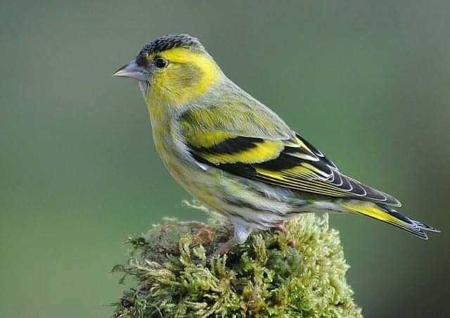 Aves anilhadas 2025/2026 (varias aves)