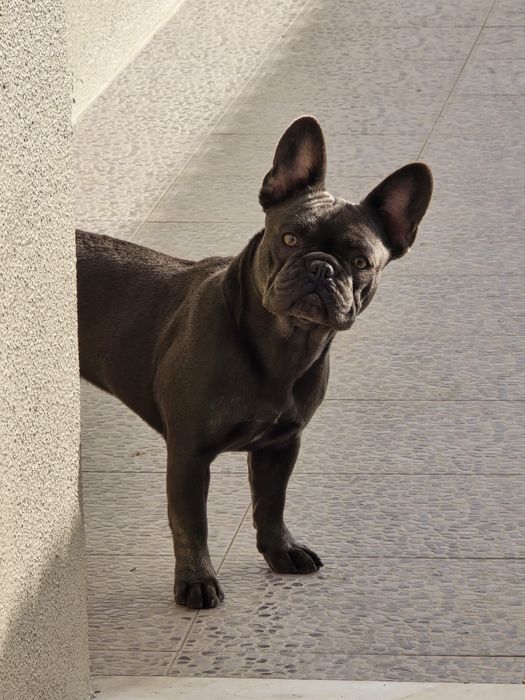 Vendo bulldog francês femea