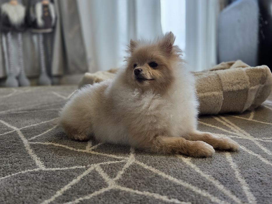 Szpic miniaturowy suka