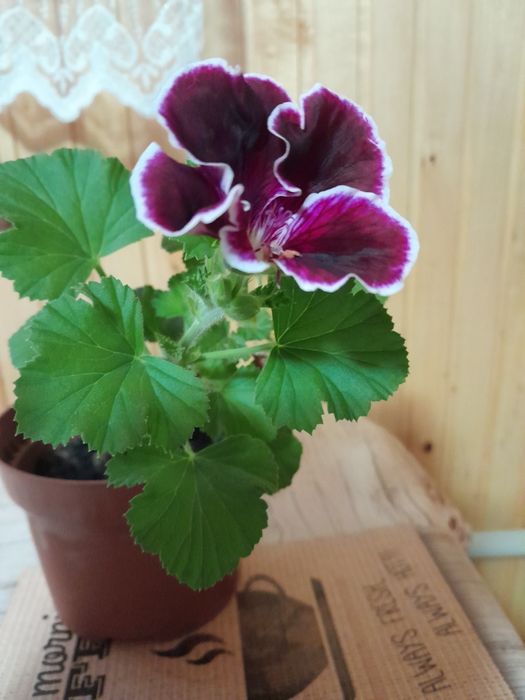 Продам пеларгонію королівську