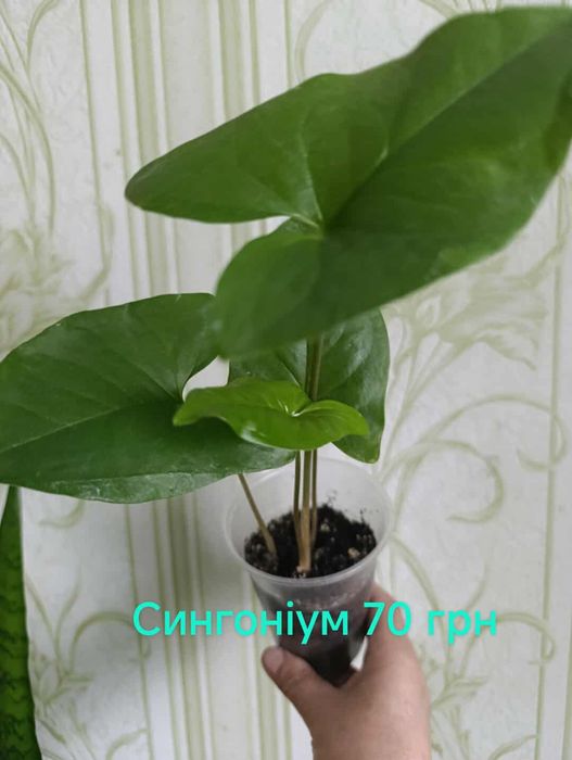 Комнатные  цветы