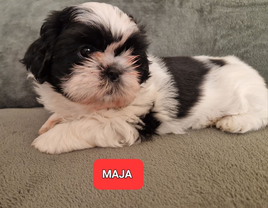 Sunia Shih-Tzu Gotowa do odbioru