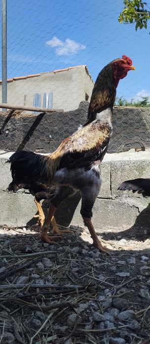 Ovos índio gigante brasileiro
