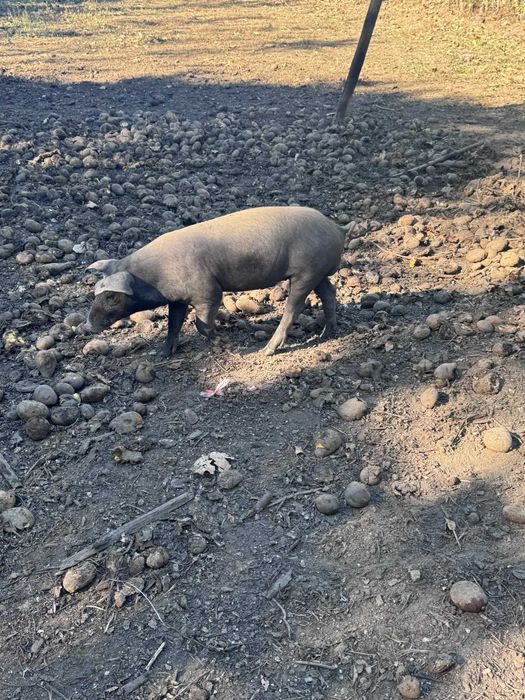 Vendo porcos caseiros pretos com 2 meses e meio