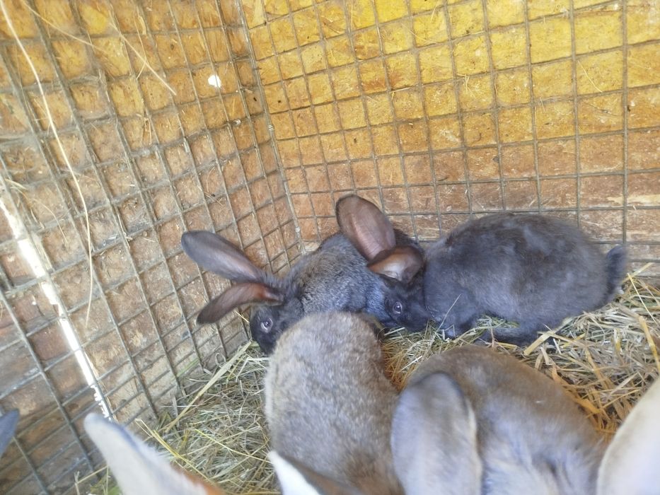 Sprzedam młode króliki