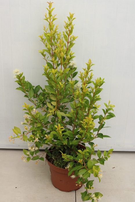 Eugenias myrtifolia
