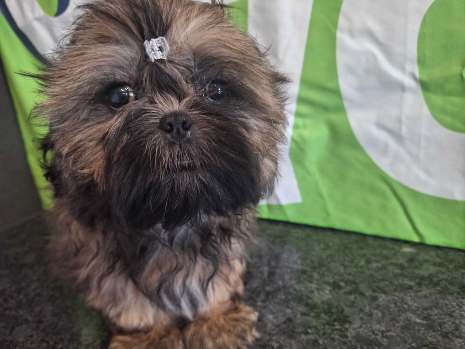 Shih Tzu sunia bez przepukliny