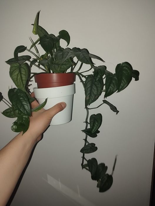 Monstera siltepecana w doniczce.