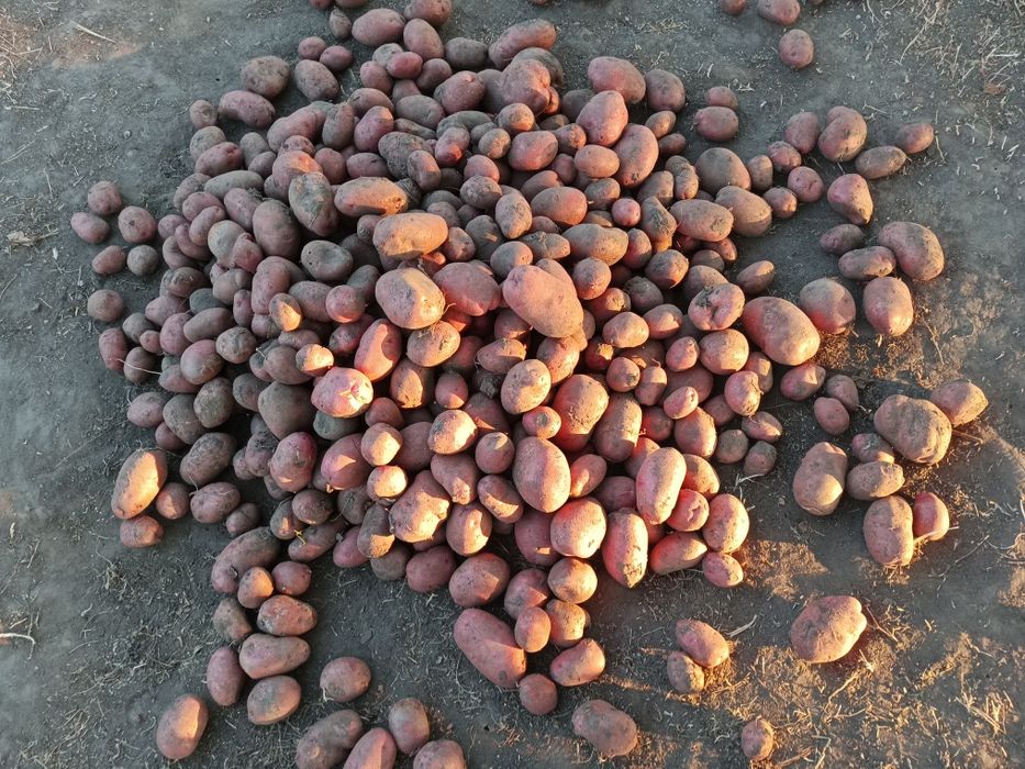 Картопля посадкова