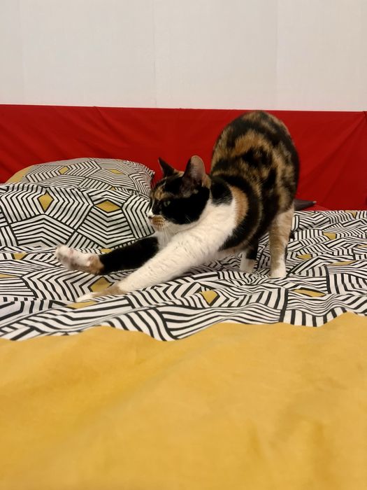 Mimi uma gata para adopção responsável
