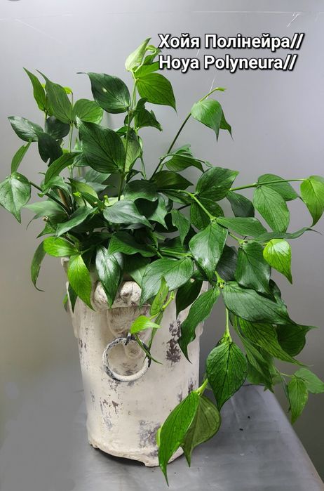 Хойя Полінейра//