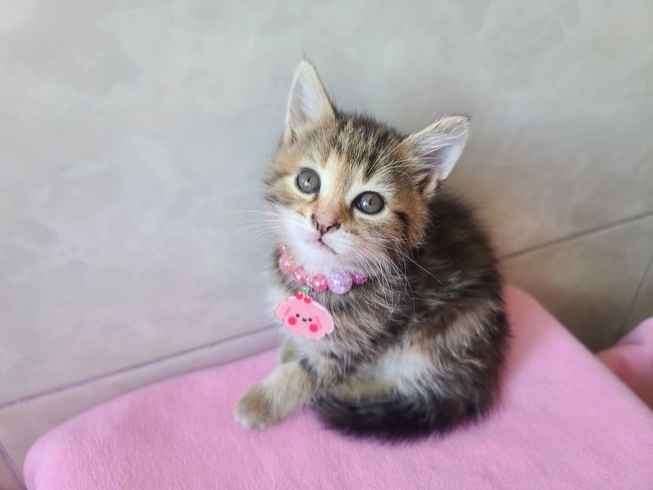 Кото-дитина в мріях про сім'ю, кішка Міра, 2м, кіт, кішка