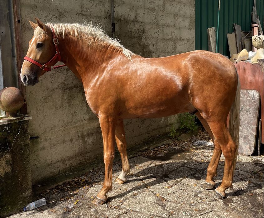 Poldro PSL Palomino Filho Don Juan De Cabeção