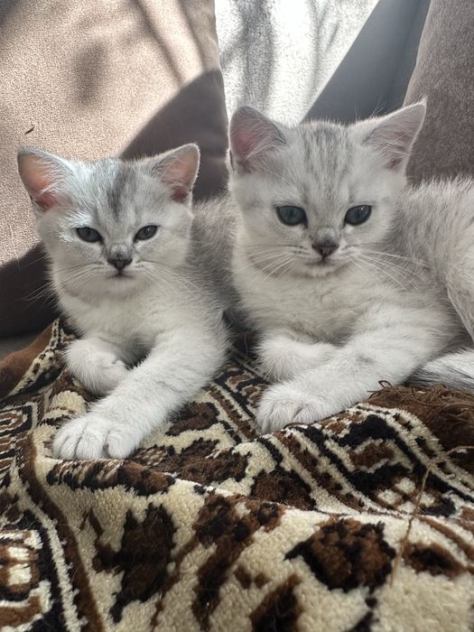 Шотландские котята.