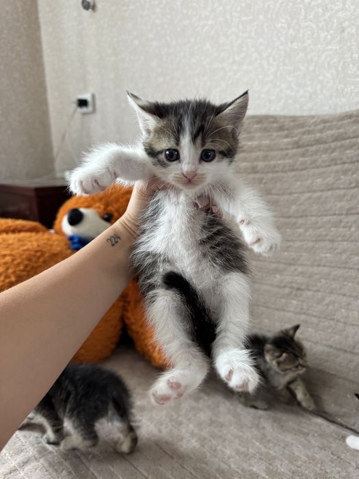 Котята тигрята мама шотландская