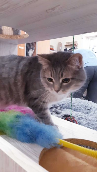 Кошечка Гайка Ищет дом