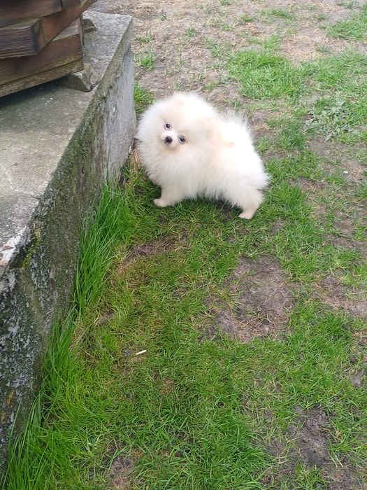 *Pomeranian Piesek CARLO Aktualny*