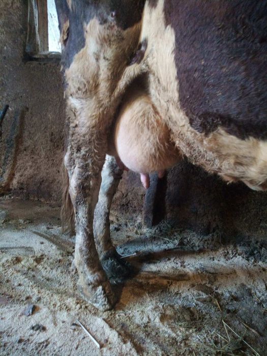 Продаж.    Корів