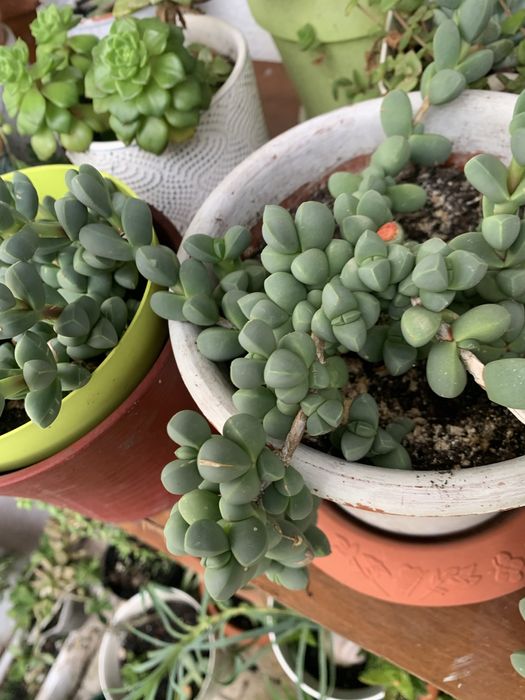 5 Mudas de suculentas + 2