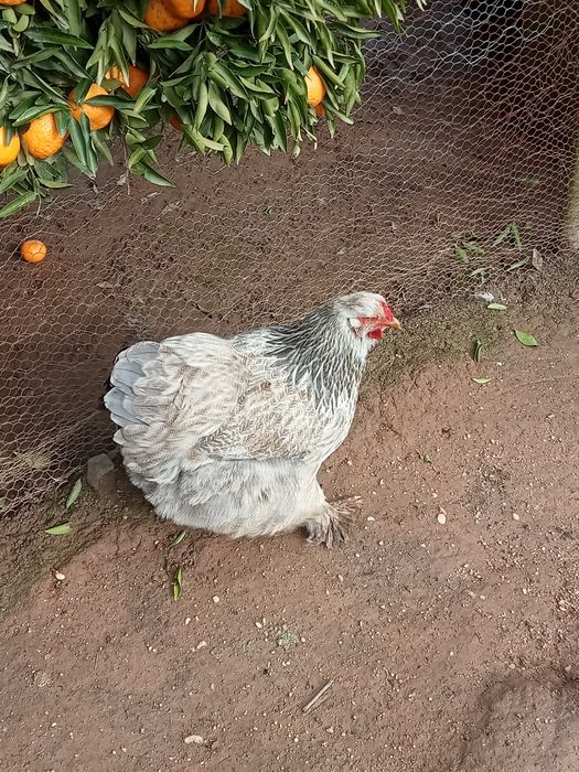 Para venda Galinhas Brama