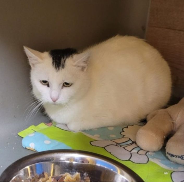 Kocurek Odi czeka na dom