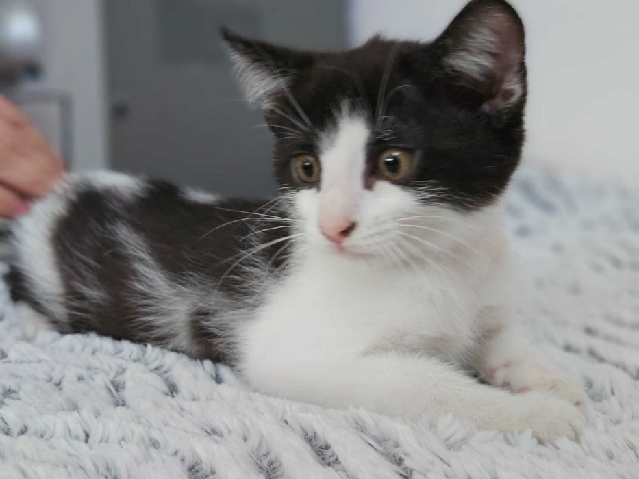Gatinhos para adoção responsável