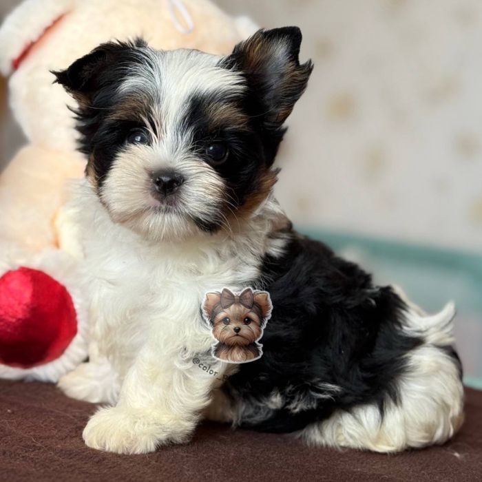 Цуценя міні бівер-йорк