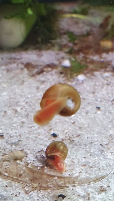 Caracol Ramhsom variedade Red