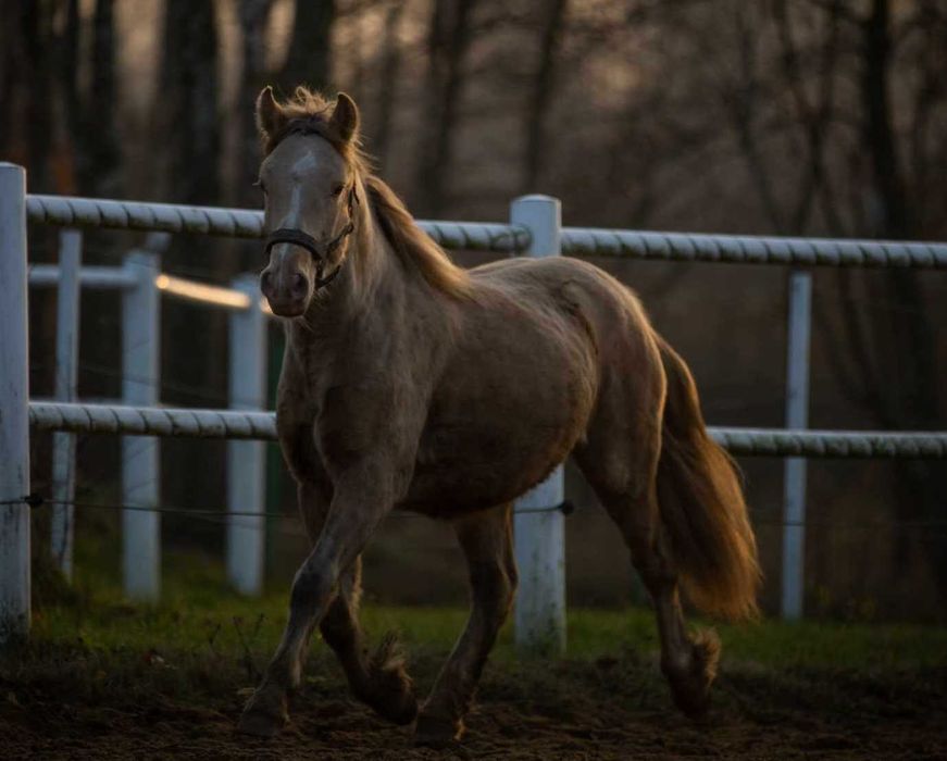 klacz silver bay - GYPSY/IRISH COB (nie tinker)