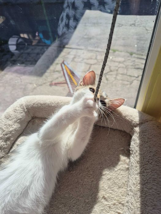 Artek do adopcji