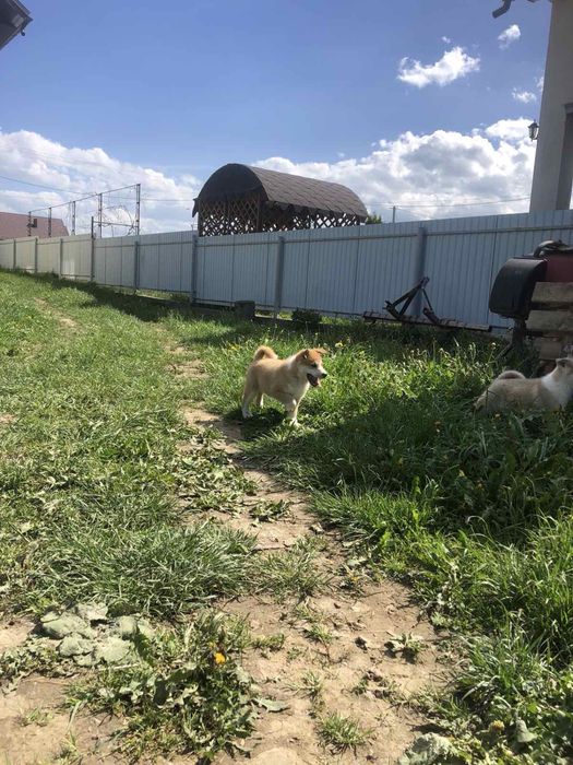 Продам щенків лайки