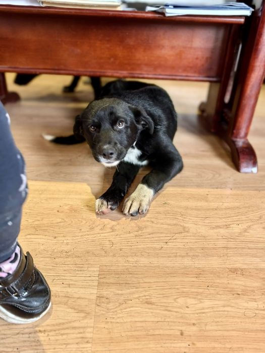 ALBA. 5 mięs. Cudowna subtelna w sunia