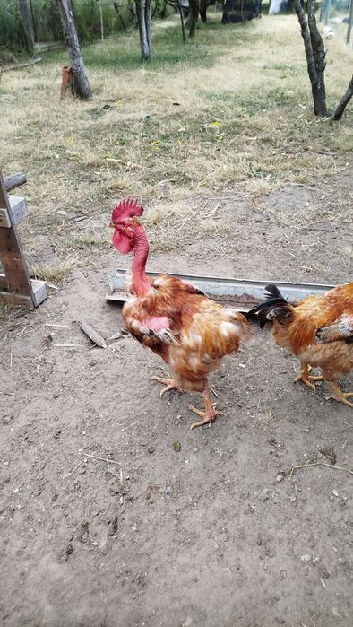 Galos caseiros adultos 25€