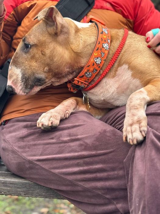 Прилаштовується бультер'єр