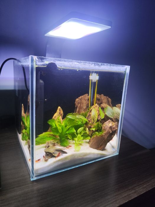 Akwarium 10 l opti-white + neocardina sakura red