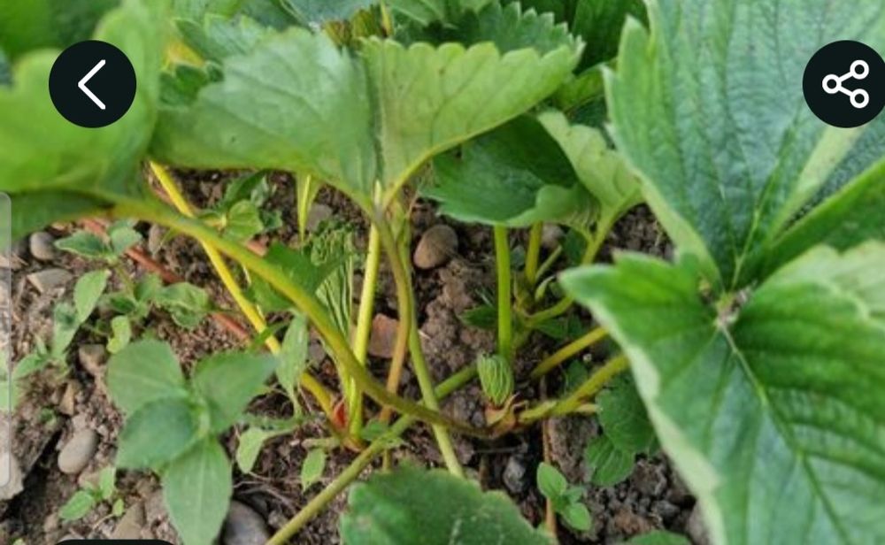 Sadzonki truskawek 50 szt+ 50 szt