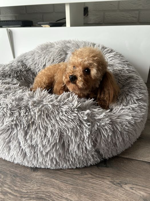 Pudel TOY sunia 1,5roku 2kg Teacup