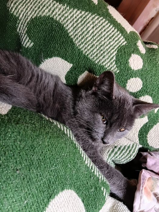 Котенок мальчик в добрые руки