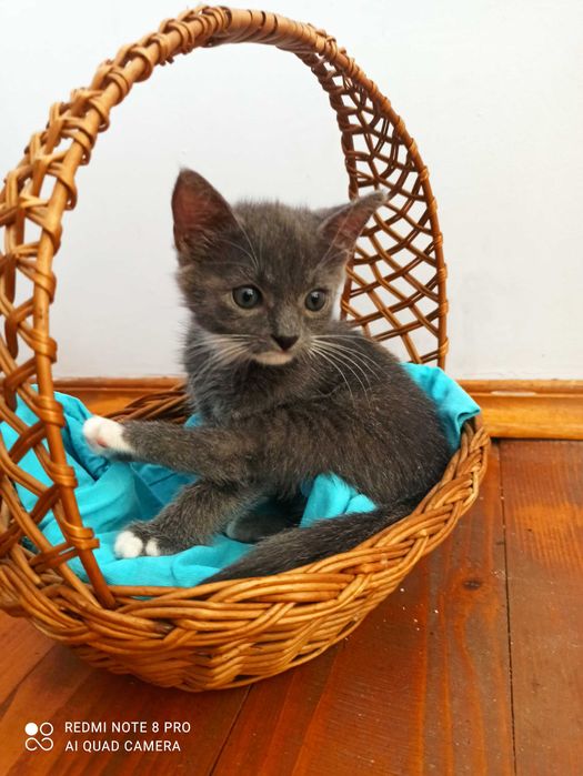 Сіреньке кошенятко шукаю родину