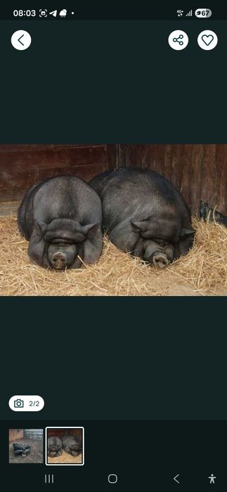 Вьетнамске поросят