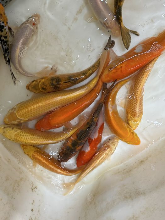 Karp koi karpie koi ryby do oczka wodnego stawu