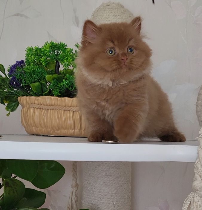 Циннамоновый мальчик