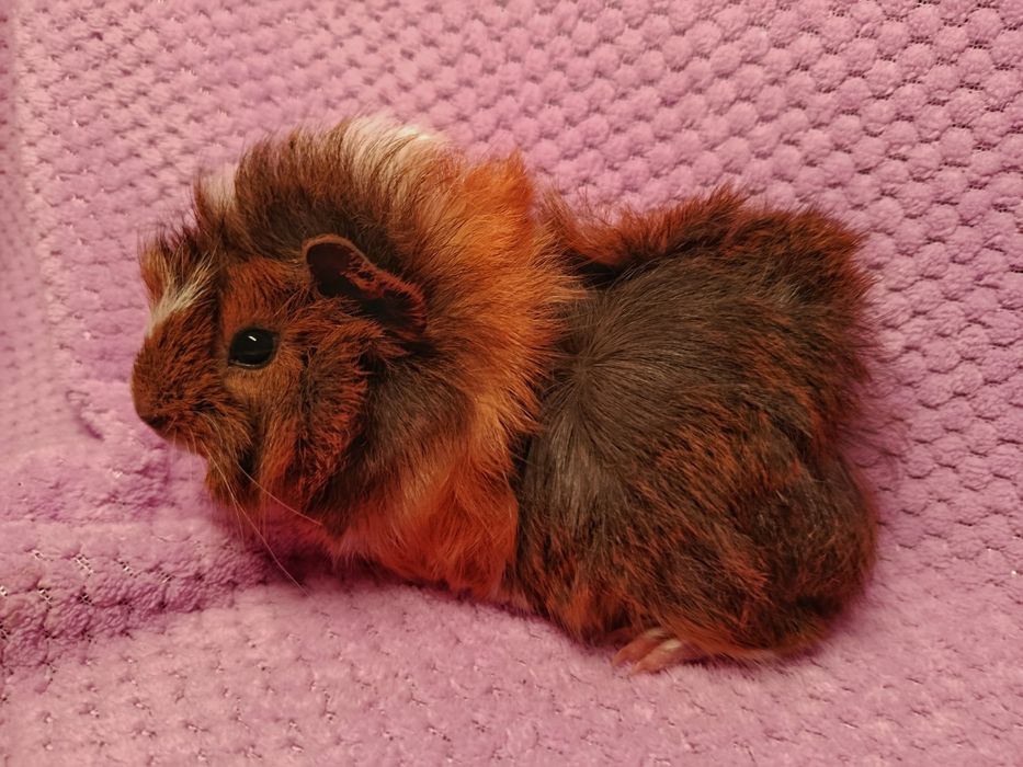 Морские свинки малыши